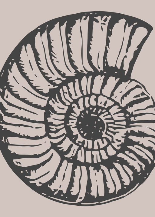 Stylized Ammonite Fossil Illustration