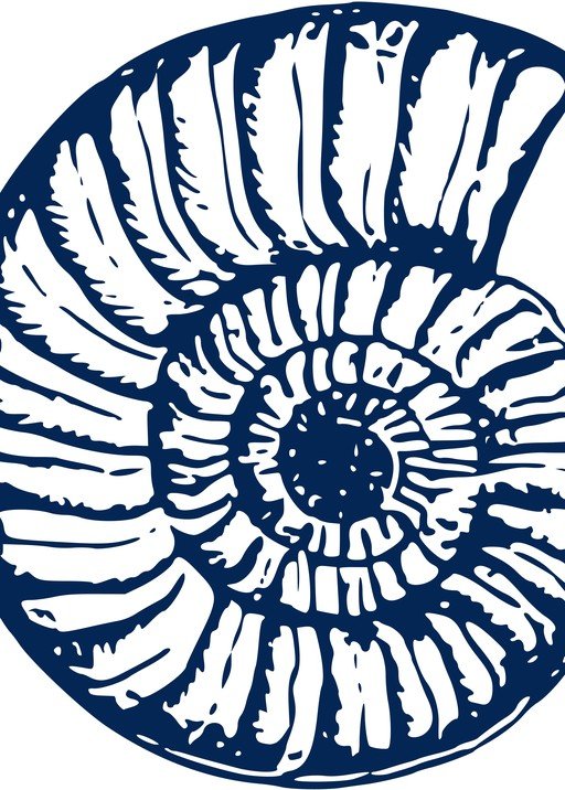 Ammonite Fossil Illustration
