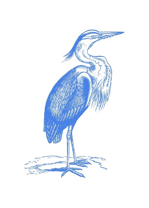 Blue Heron Illustration