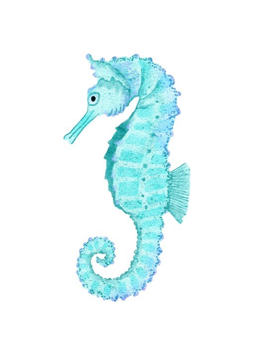 Watercolor Seahorse Illustration