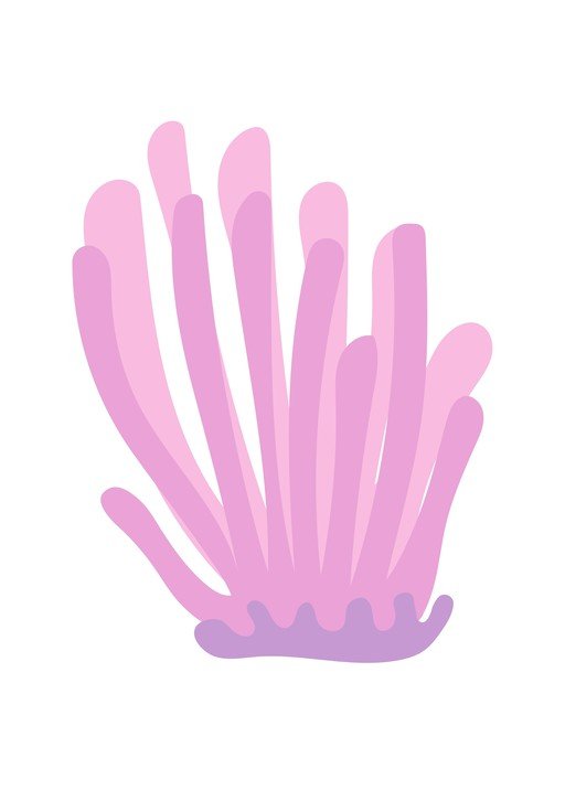 Pink Coral Illustration