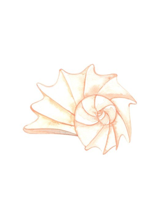 Watercolor Nautilus Shell Illustration
