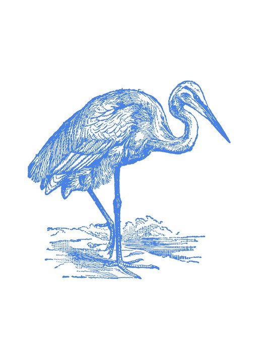 Blue Heron Illustration