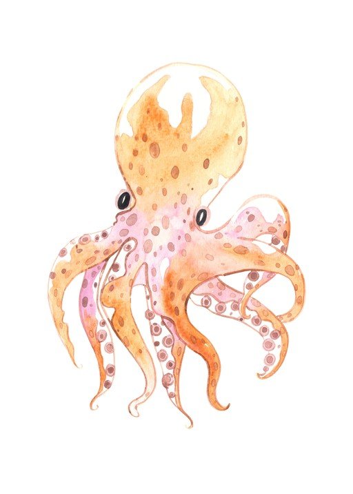 Watercolor Octopus Illustration
