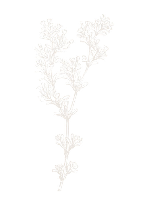 Delicate Botanical Line Drawing of Lavender Sprig