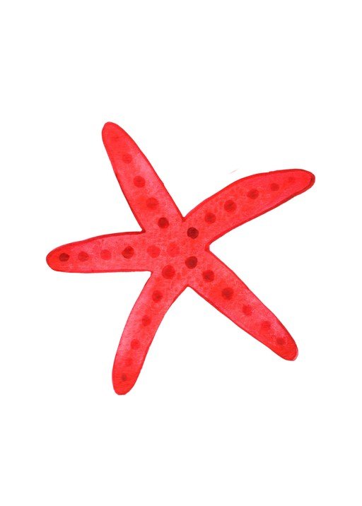 Red Starfish Illustration