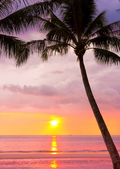Tropical Sunset Over Ocean with Palm Tree Silhouette