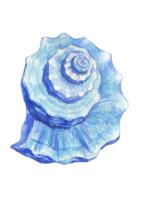 Watercolor Blue Seashell Illustration