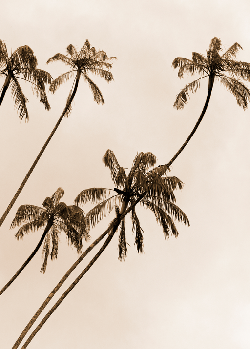 Sepia Palm Trees Against a Pale Sky