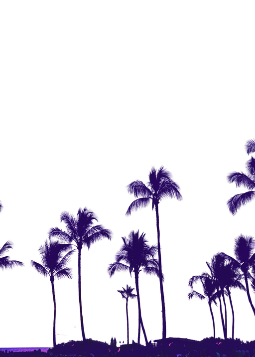 Silhouetted Palm Trees Against a White Sky