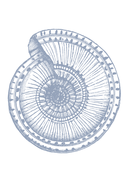 Vintage Nautilus Shell Illustration