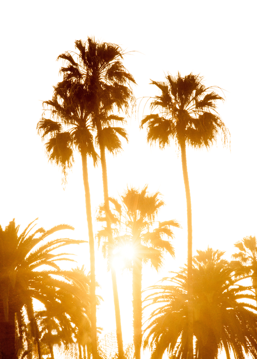 Golden Hour Palm Trees Silhouette