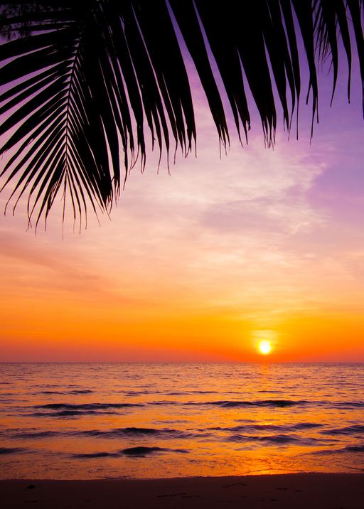 Tropical Sunset Over Ocean with Palm Frond Silhouette