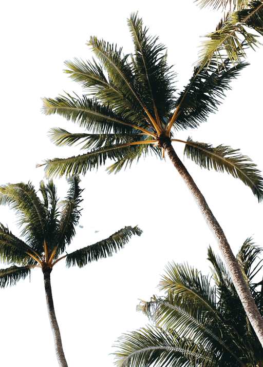 Palm Trees Against a Bright Sky