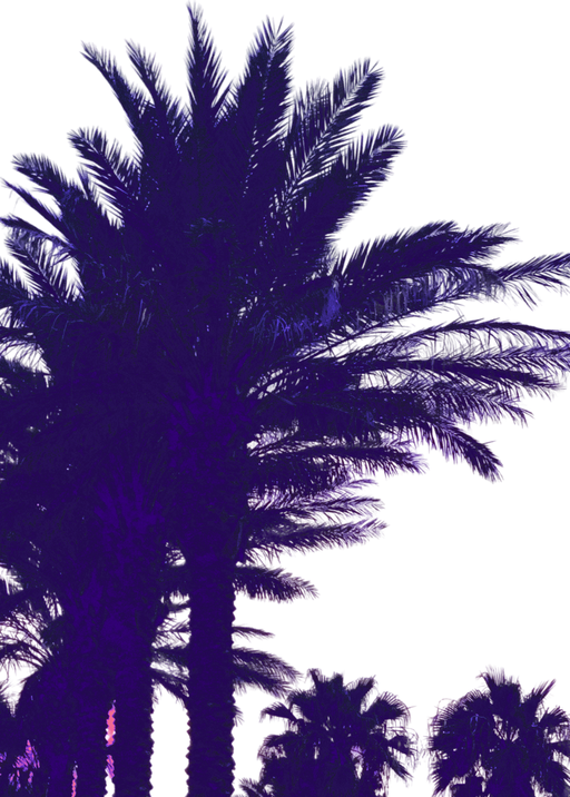 Vibrant Purple Palm Trees Against White Sky