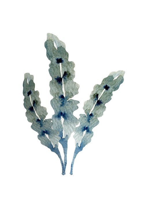Watercolor Illustration of Blue-Green Seaweed