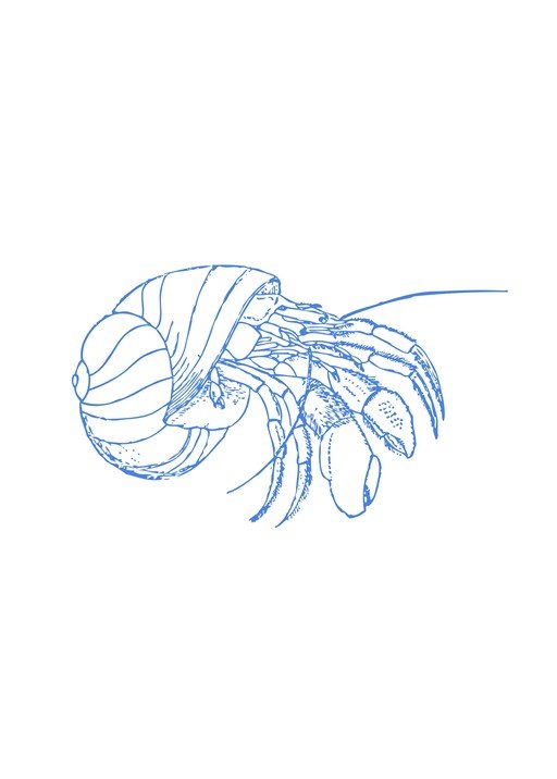 Hermit Crab Illustration in Blue Line Art