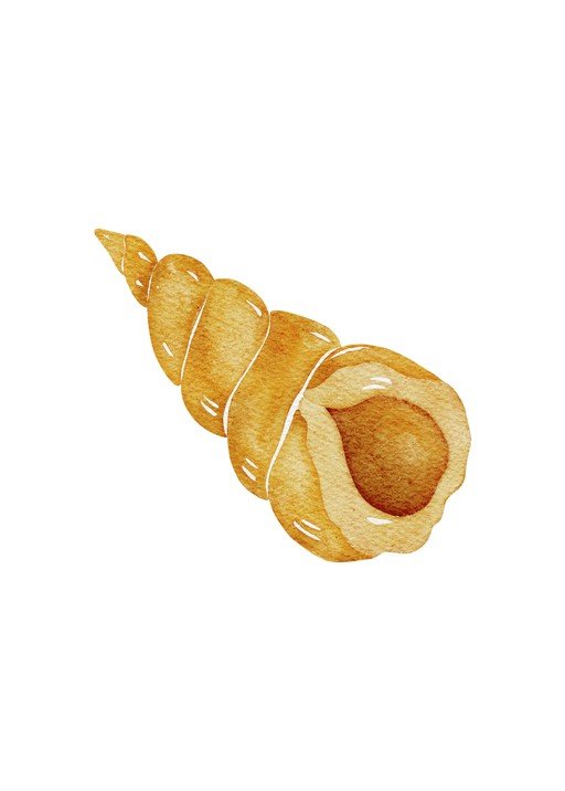 Watercolor Seashell Illustration