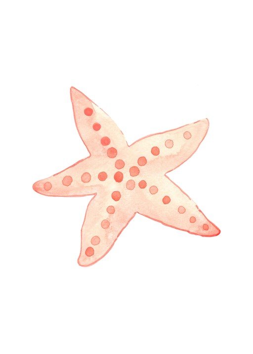 Watercolor Starfish Illustration