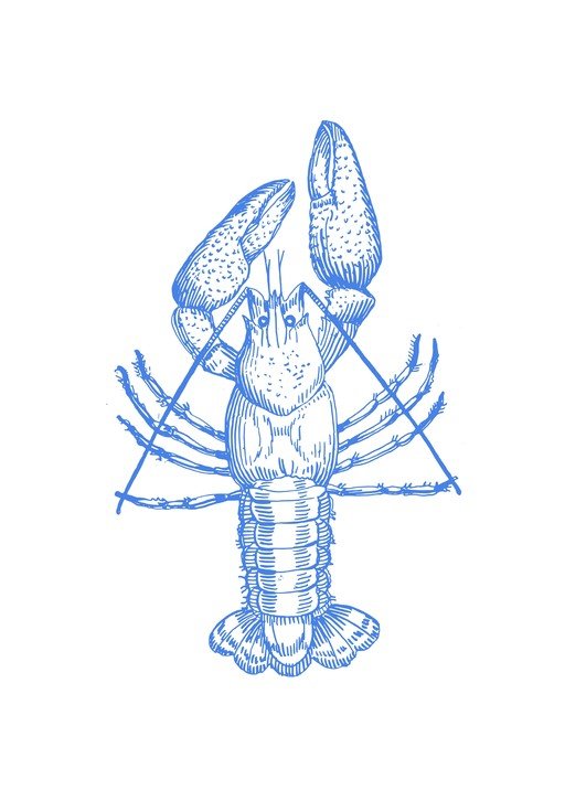 Blue Lobster Illustration