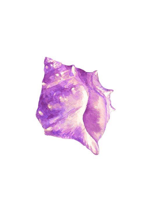 Watercolor Painting of a Purple Seashell