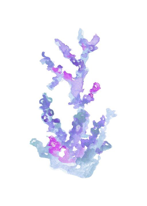 Watercolor Coral Illustration