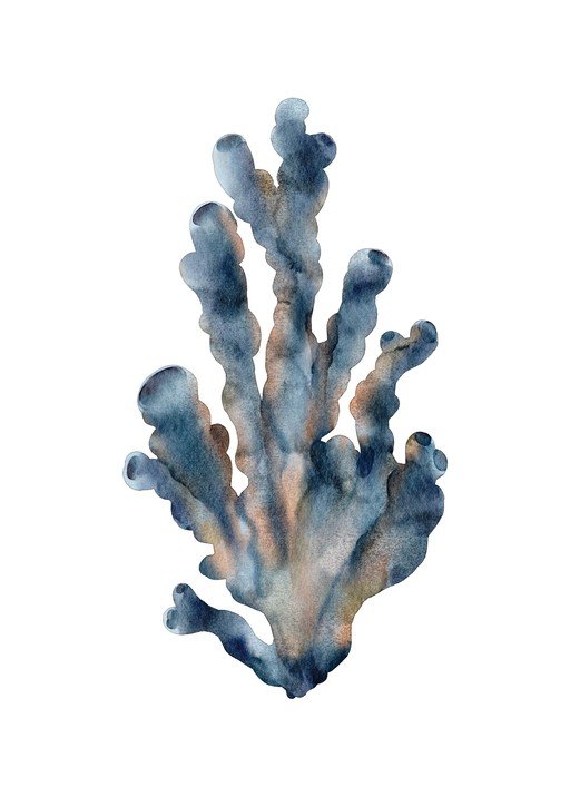 Watercolor Coral Illustration