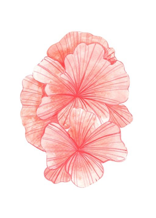 Watercolor Coral Flowers with Delicate Lines
