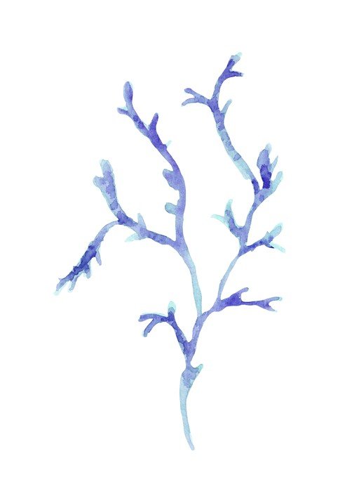 Watercolor Blue Coral Branch
