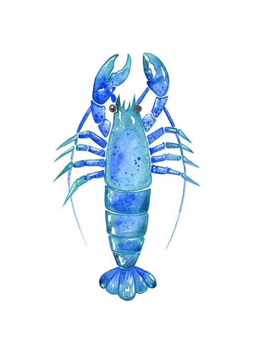 Watercolor Blue Lobster Illustration