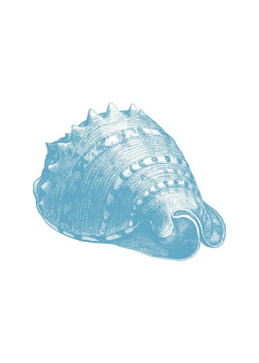 Vintage Blue Seashell Illustration