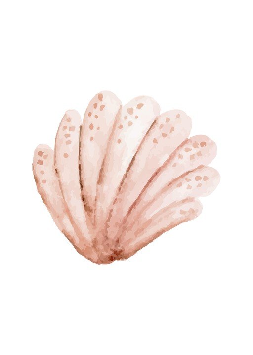 Watercolor Seashell Illustration