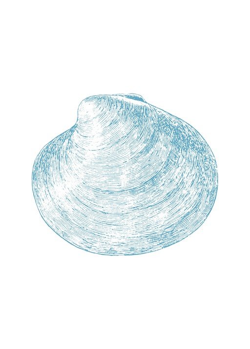 Blue Clam Shell Illustration