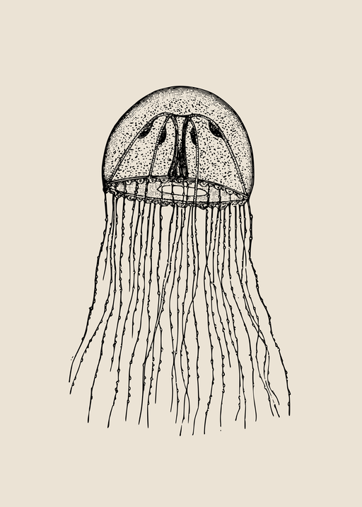 Detailed Illustration of a Jellyfish