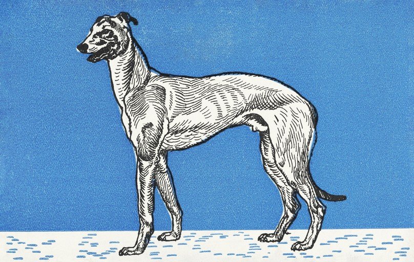 Elegant Greyhound Illustration on Blue Background