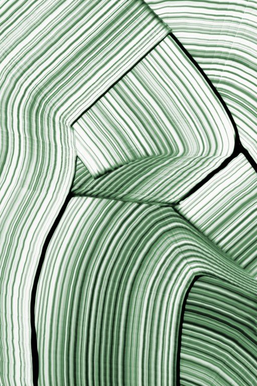 Abstract Green and White Striped Organic Forms