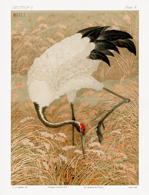 Red-crowned Crane in Tall Grass
