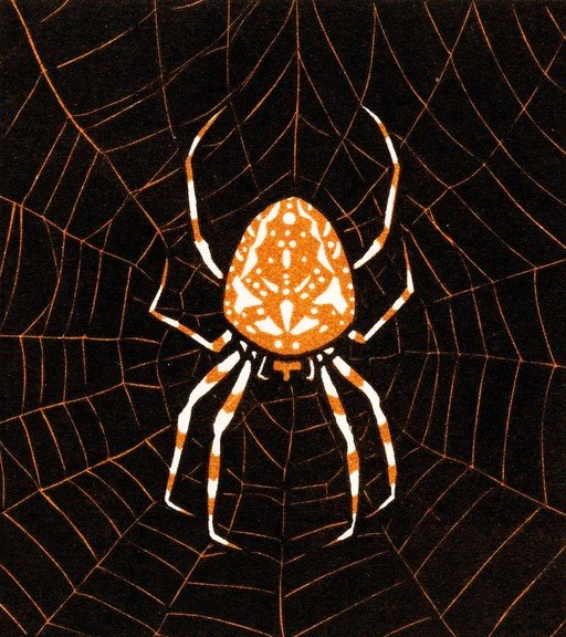 Orange and White Spider on Black Web