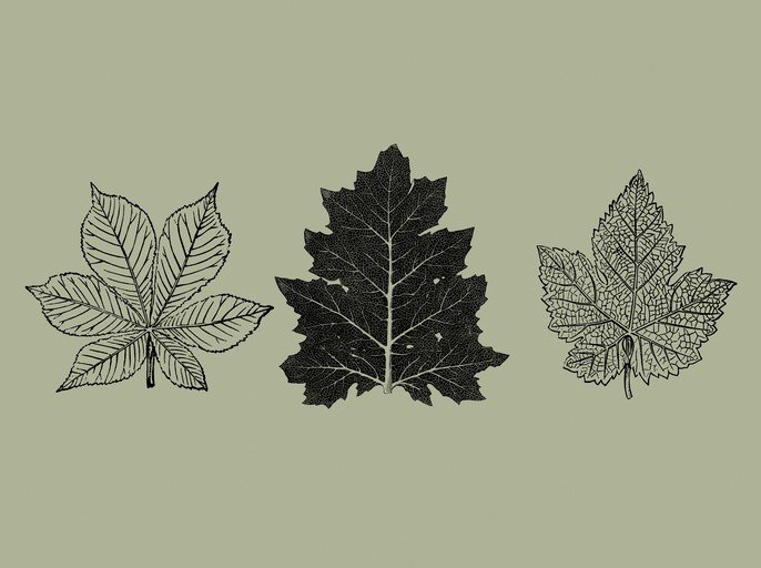 Three Botanical Leaf Illustrations on Sage Green Background