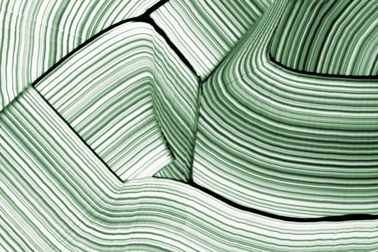 Abstract Green and White Striped Organic Forms