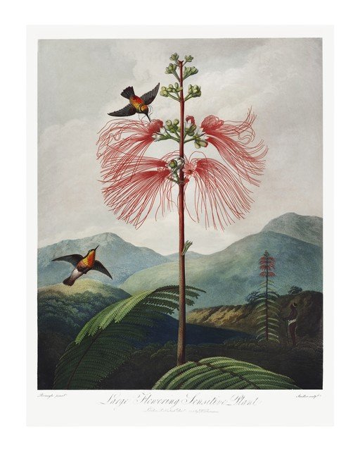 Large Flowering Sensitive Plant with Birds