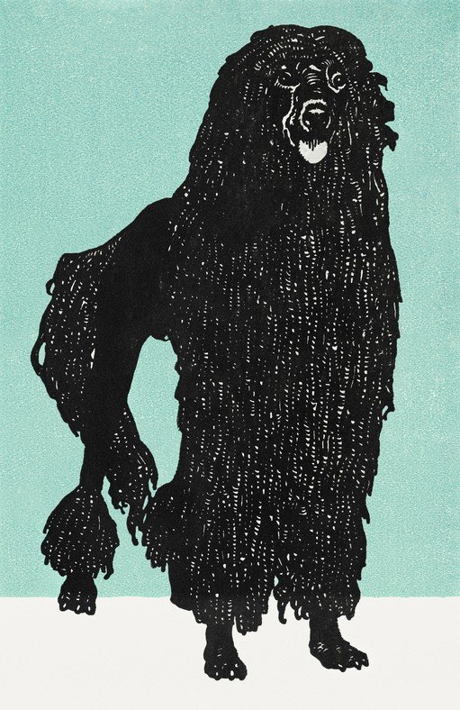 Black Poodle with Shaggy Coat on Teal Background