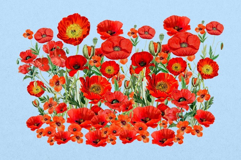 Vibrant Red Poppies on a Soft Blue Background