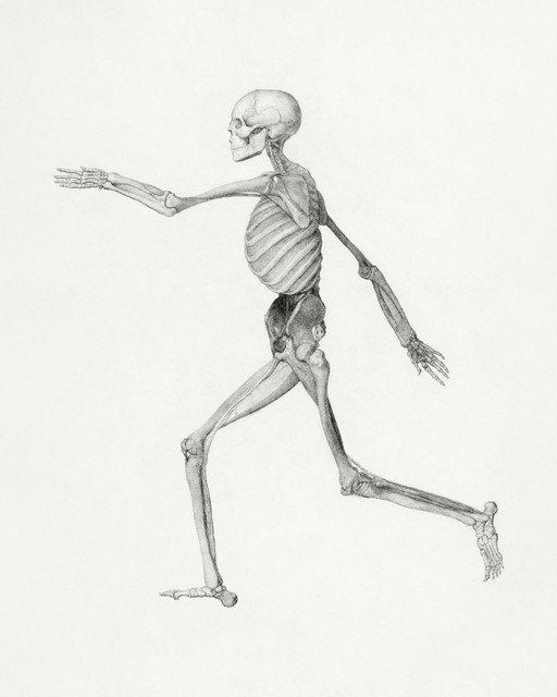 Pencil Drawing of a Running Human Skeleton