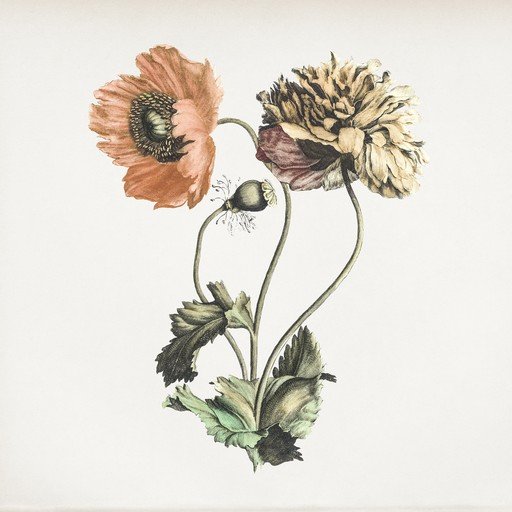 Vintage Botanical Illustration of Poppies