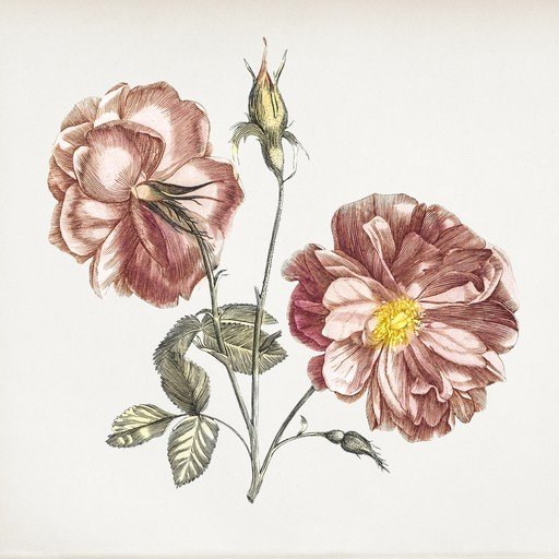 Vintage Botanical Illustration of Roses
