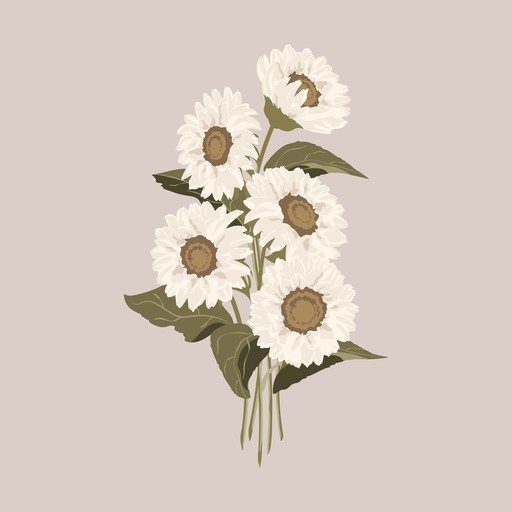 Bouquet of White Sunflowers on a Neutral Background
