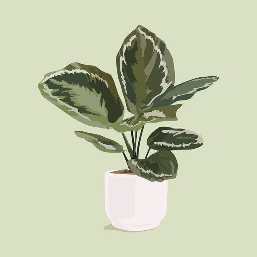 Potted Calathea Plant Illustration
