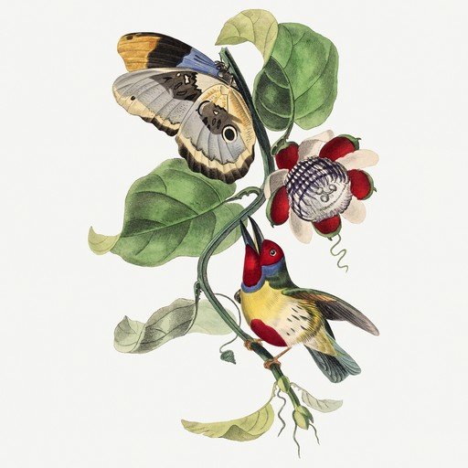 Vintage Illustration of Butterfly and Bird on Vine