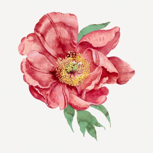 Vintage Watercolor Painting of a Red Peony Flower